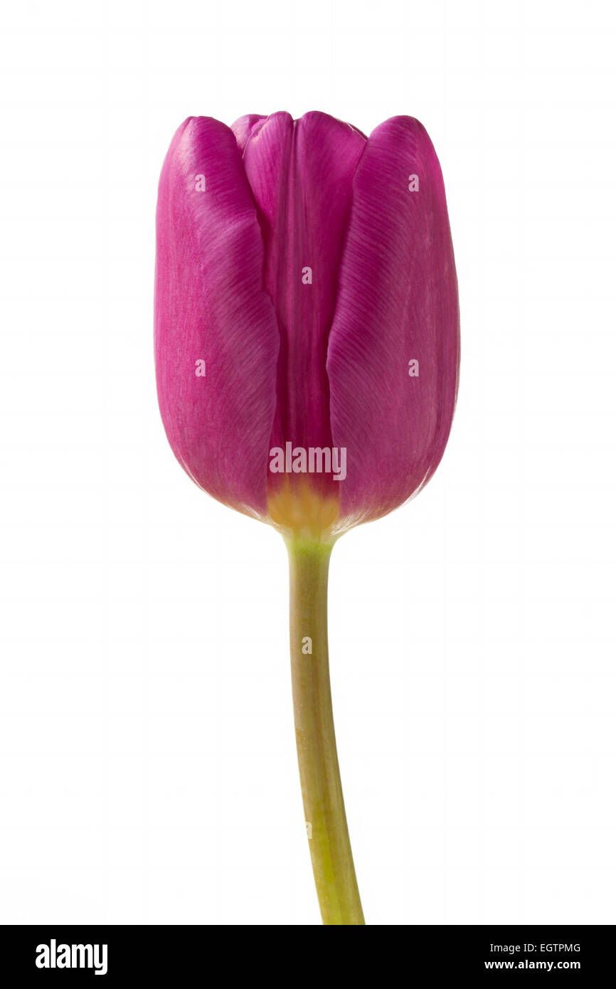 Beautiful purple tulip flower on white Stock Photo