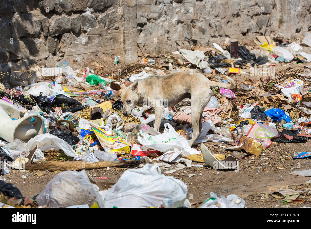 Thin, mangy stray dog scavenging in a filthy rubbish dump in a poor ...