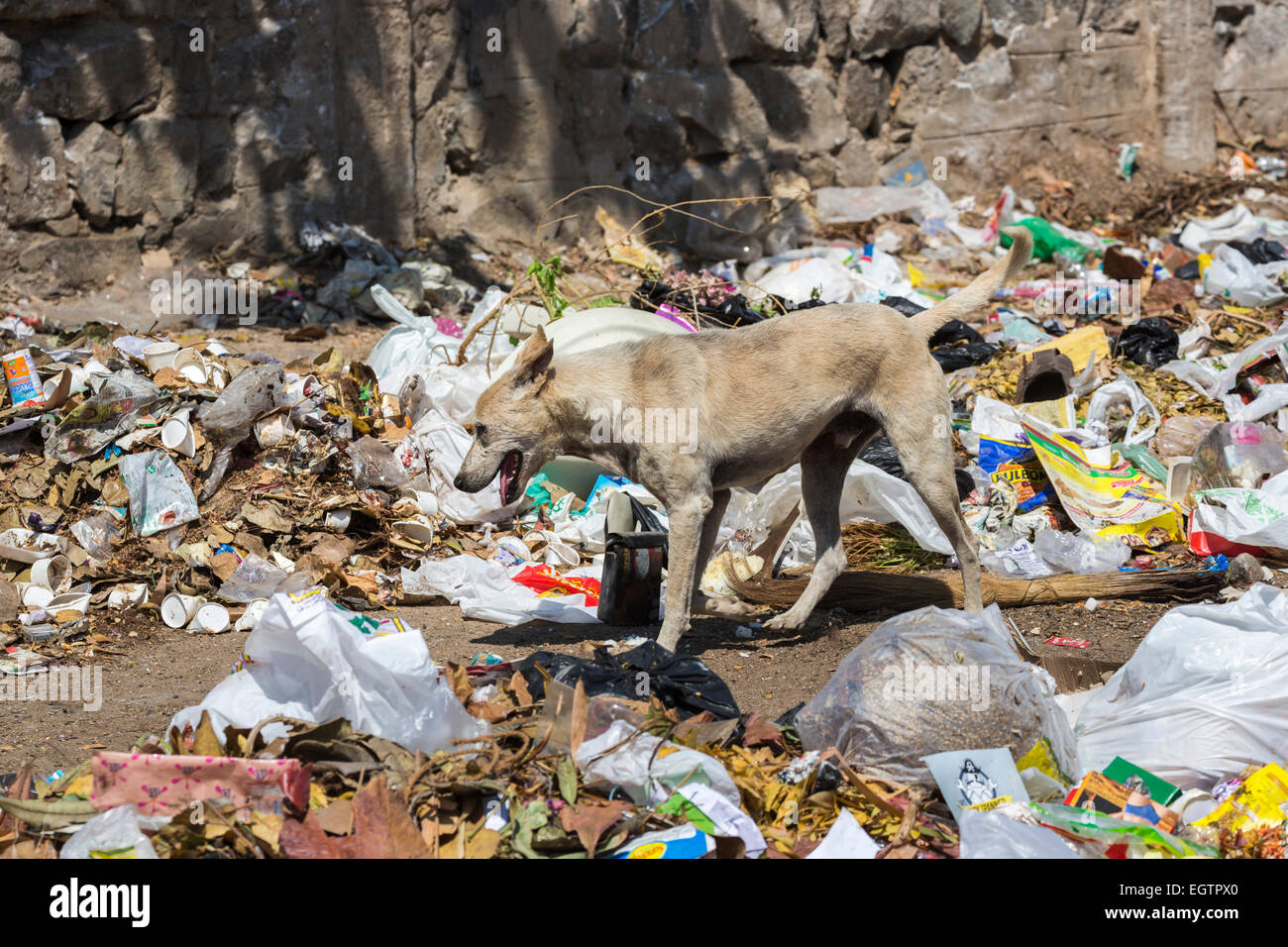 Thin, mangy stray dog scavenging in a filthy rubbish dump in a poor