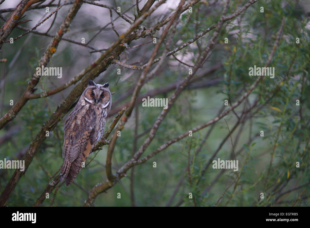 Long-eared Owl (Asio otus), Europe Stock Photo