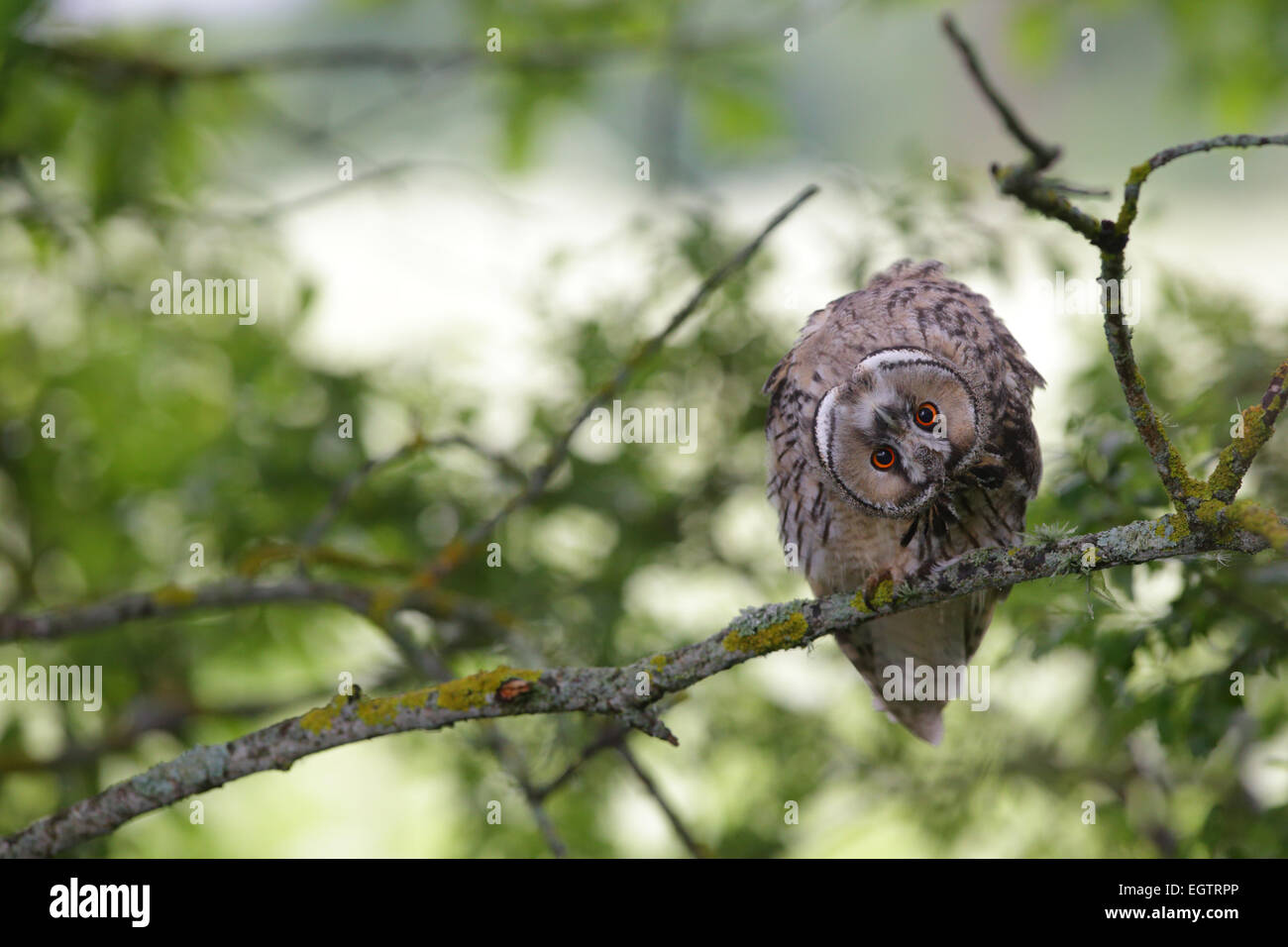Long-eared Owl twisting his head, Europe Stock Photo