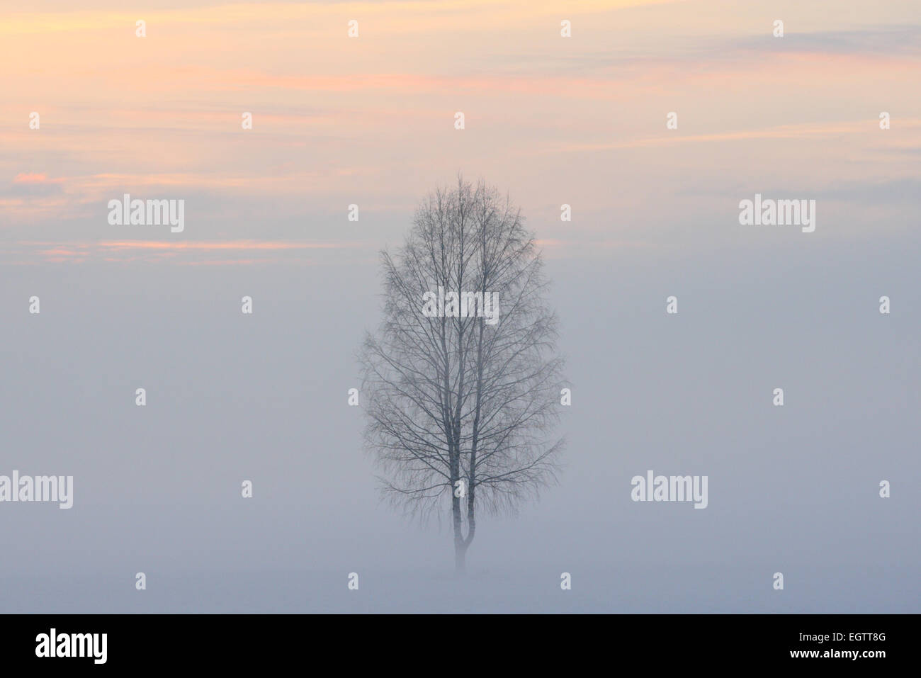 Lonely tree standing at the foggy field in winter. Europe Stock Photo