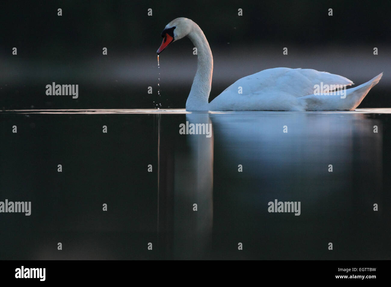 Mute swan (Cygnus olor), Europe Stock Photo