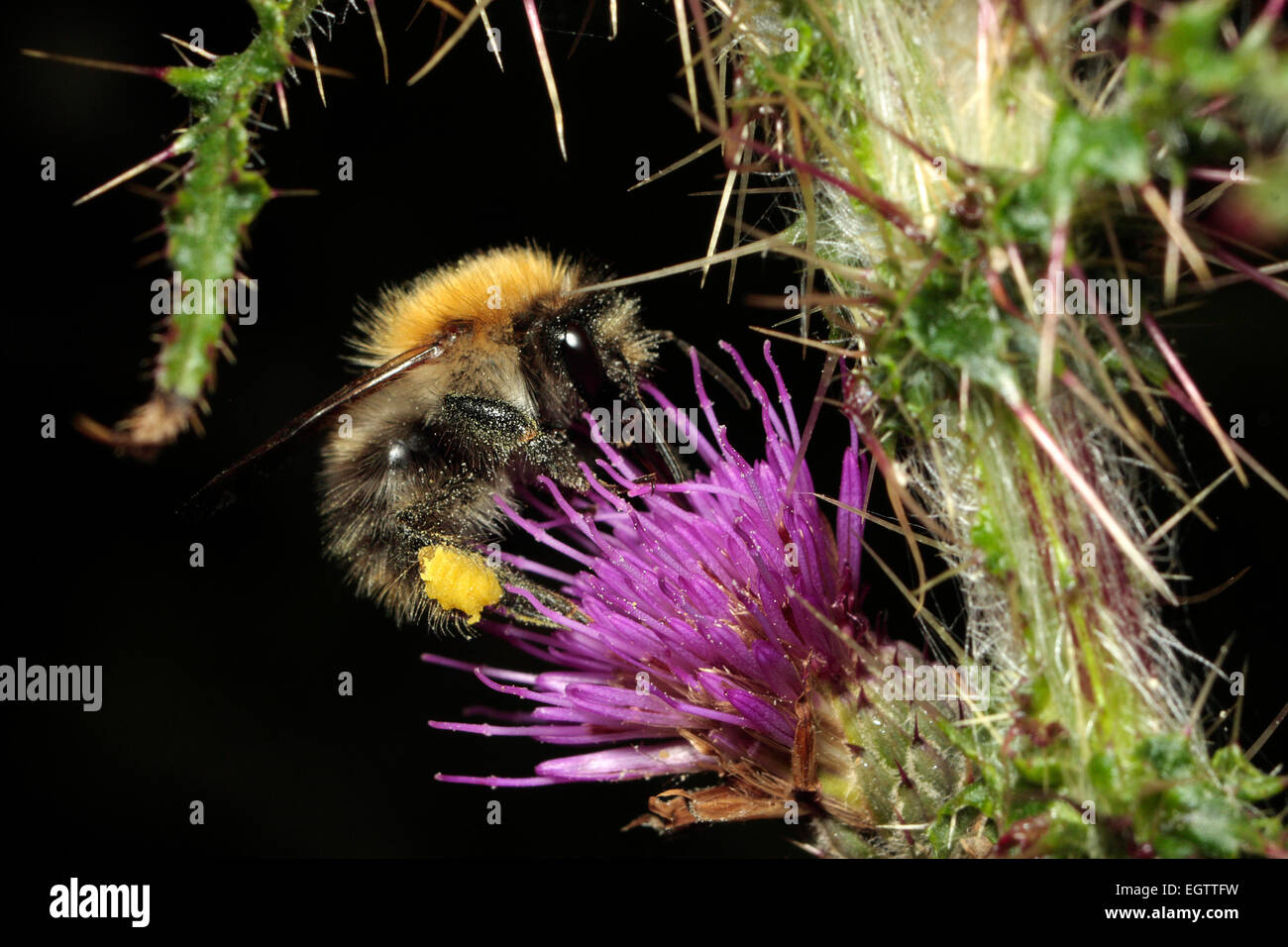 Common Carder Bumblebee Stock Photo