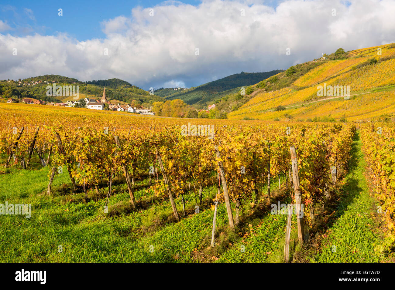 Alsatian Wine Route, Haut Rhin, Niedermorschwihr, Alsace, France, Europe. Stock Photo