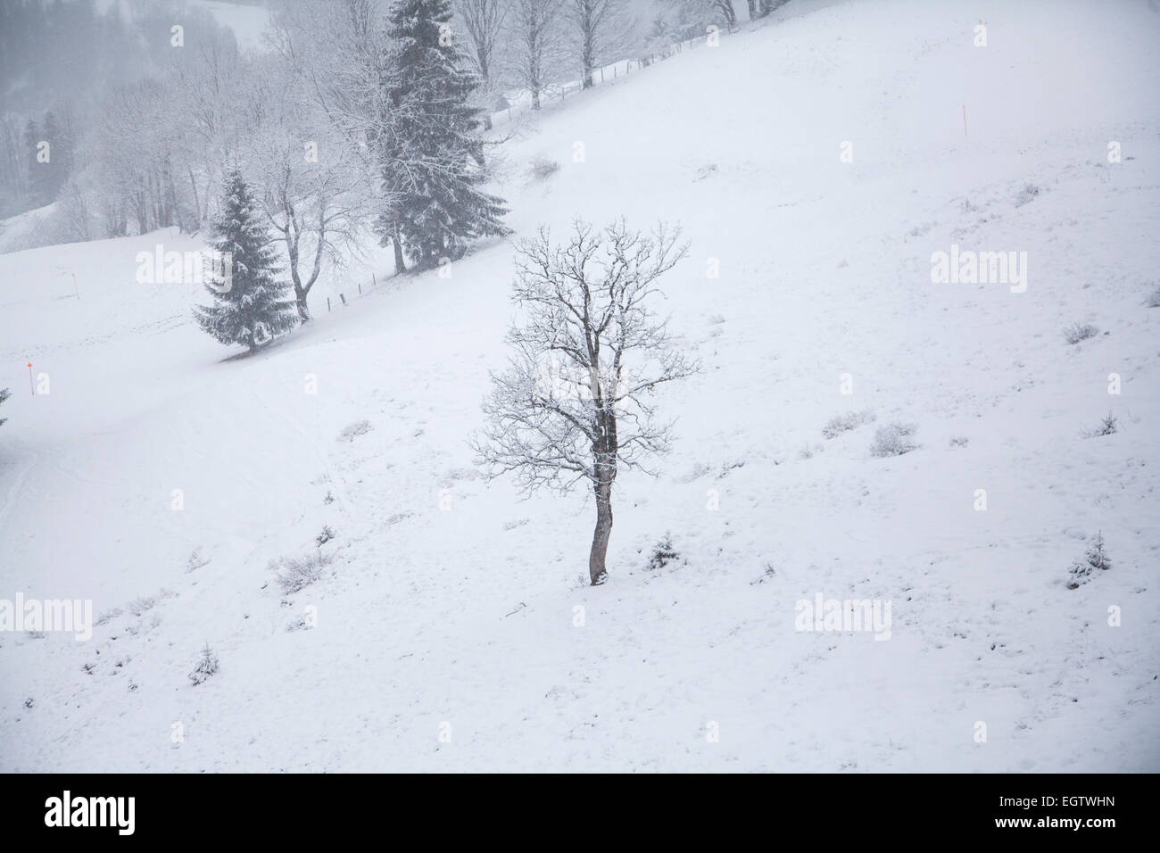 snow scene of trees on mountains covered in snow Stock Photo - Alamy