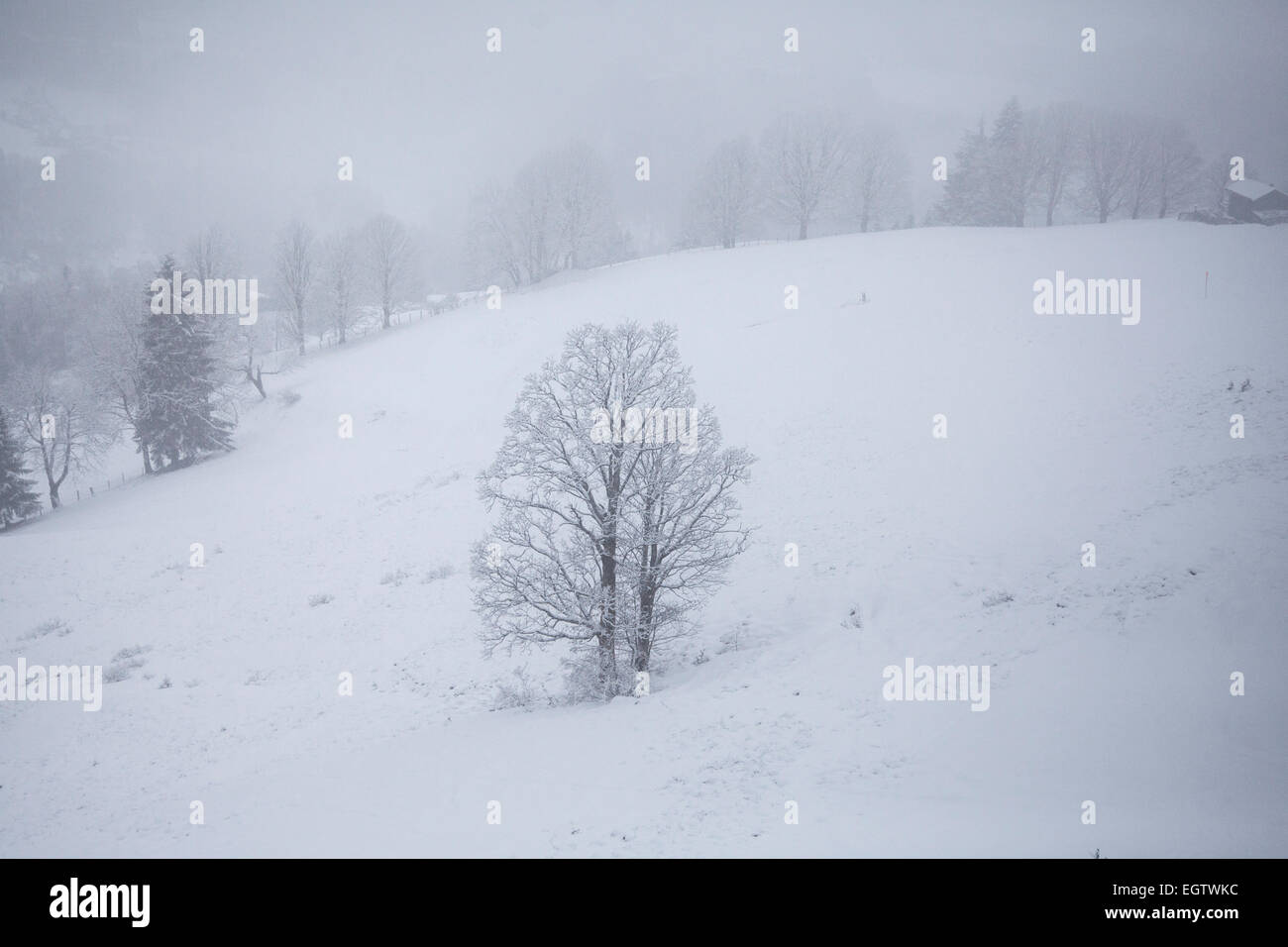 snow scene of trees on mountains covered in snow Stock Photo - Alamy