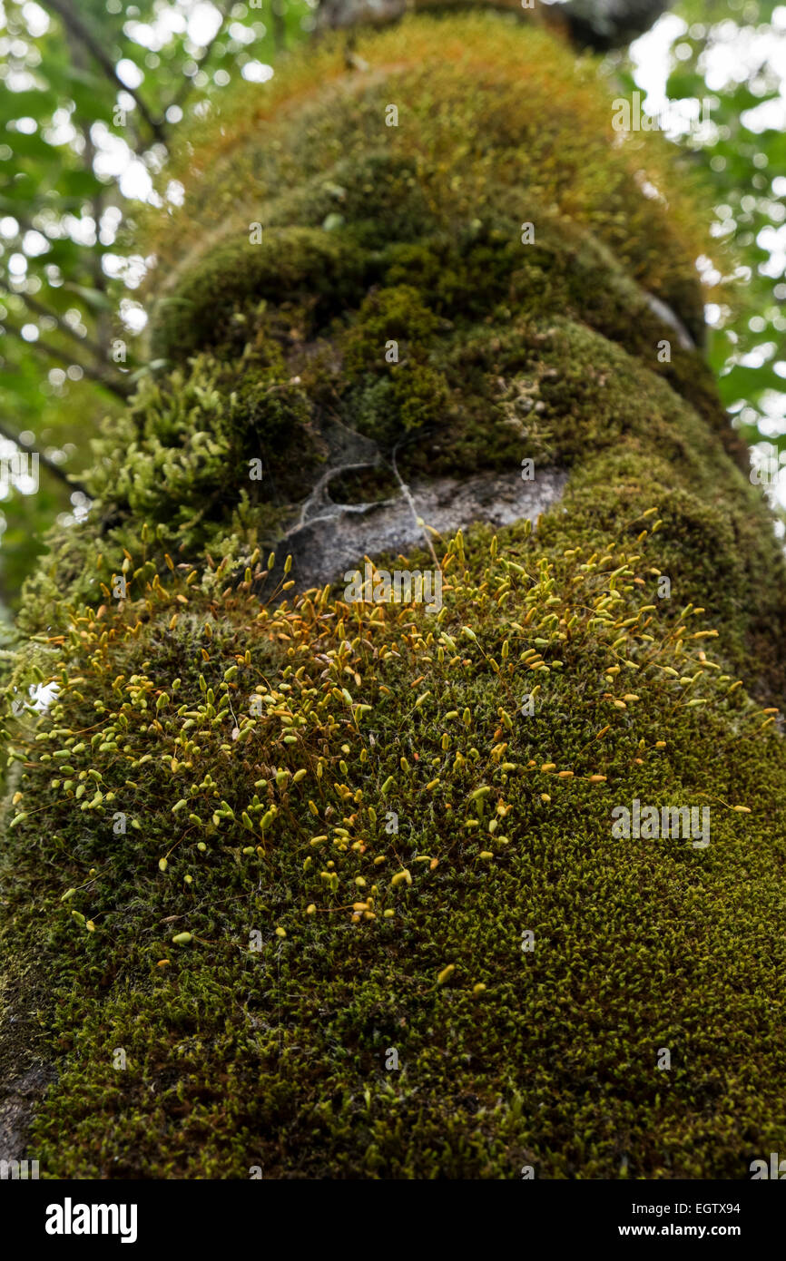 Moss growth on the bark of a tree, Paihia, New Zealand Stock Photo Alamy