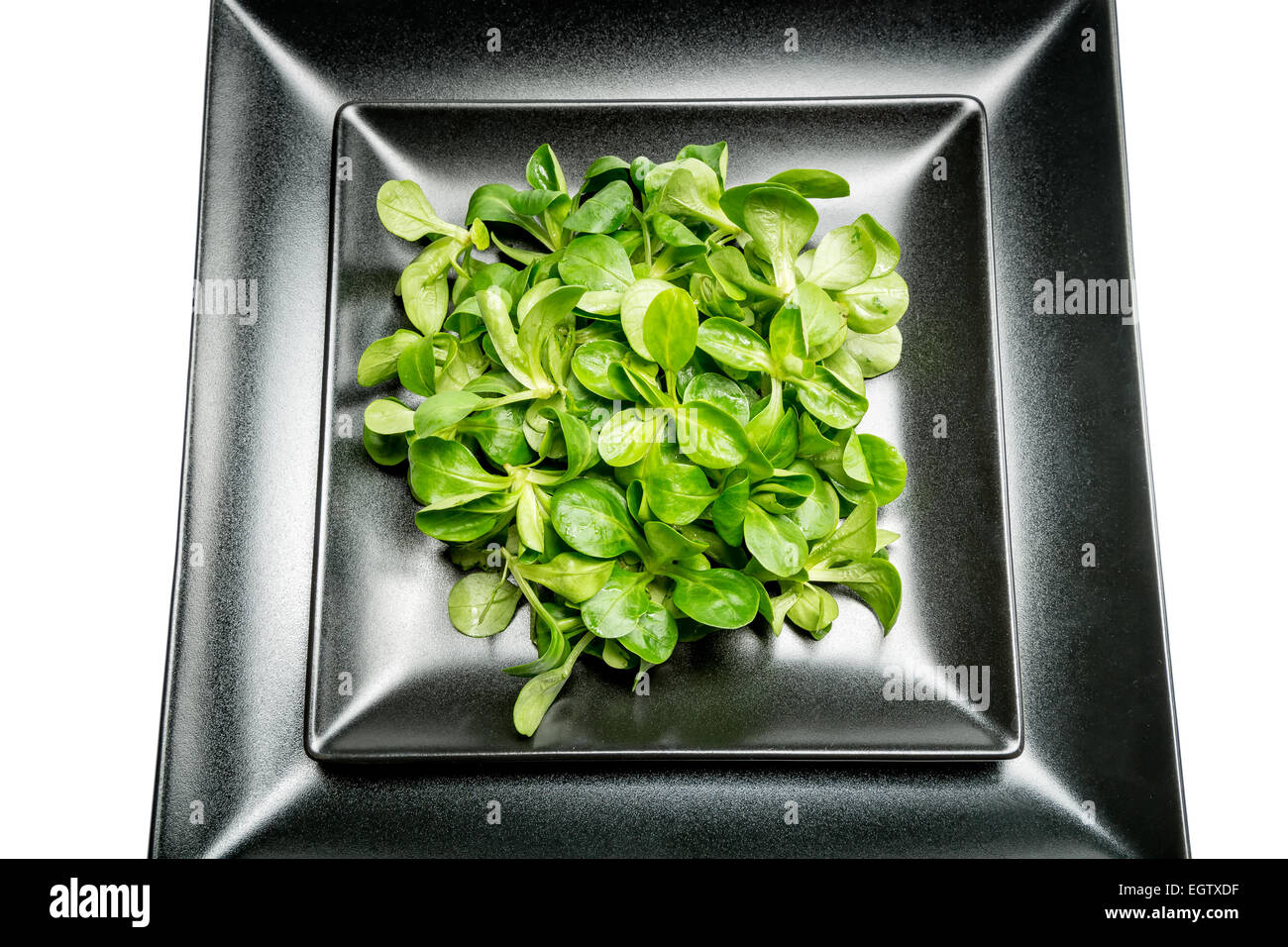 Valerianella locusta, corn salad, lamb's lettuce Stock Photo