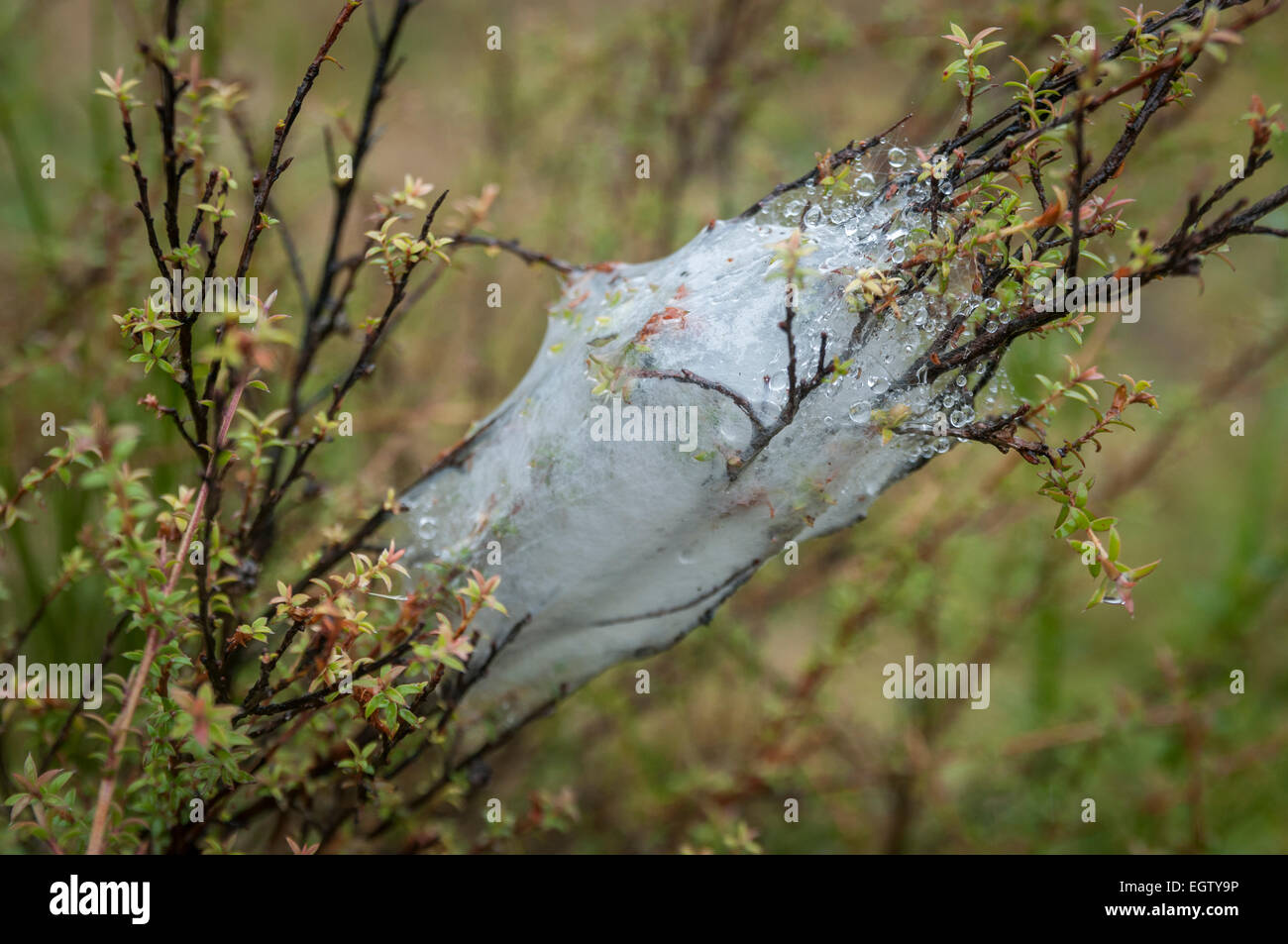 Spiders Nest High Resolution Stock Photography and Images Alamy