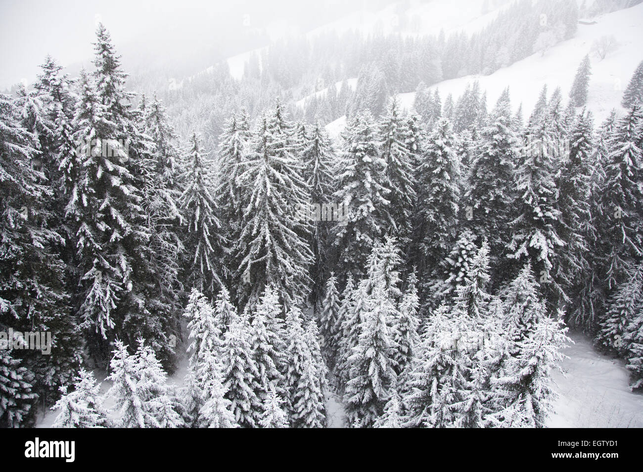 snow scene of trees on mountains covered in snow Stock Photo - Alamy