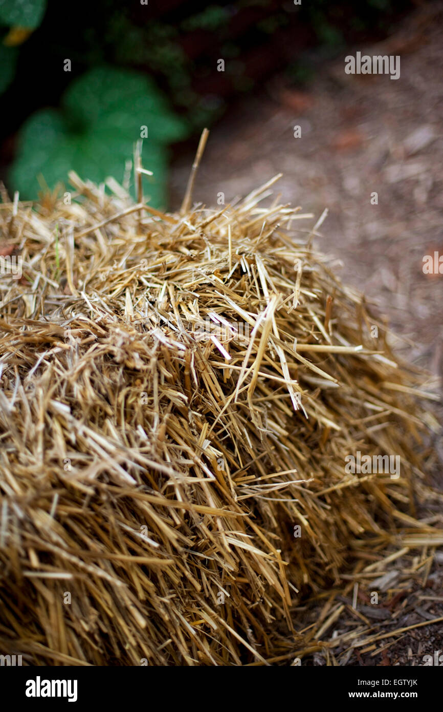 Bale of hay in a garden in Summer Stock Photo Alamy