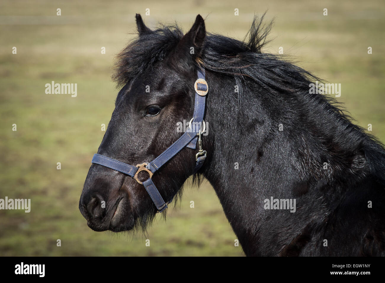Friesian black horse long mane hi-res stock photography and images - Alamy