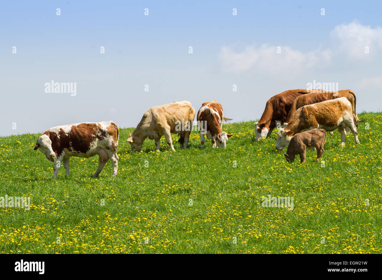 Herd of cows at spring green field Stock Photo - Alamy