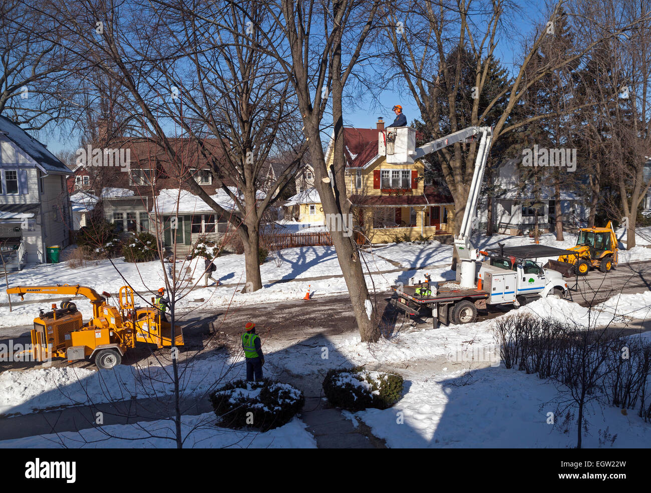 A tree is cut down and removed in the Village of Shorewood, Wisconsin, USA. Stock Photo