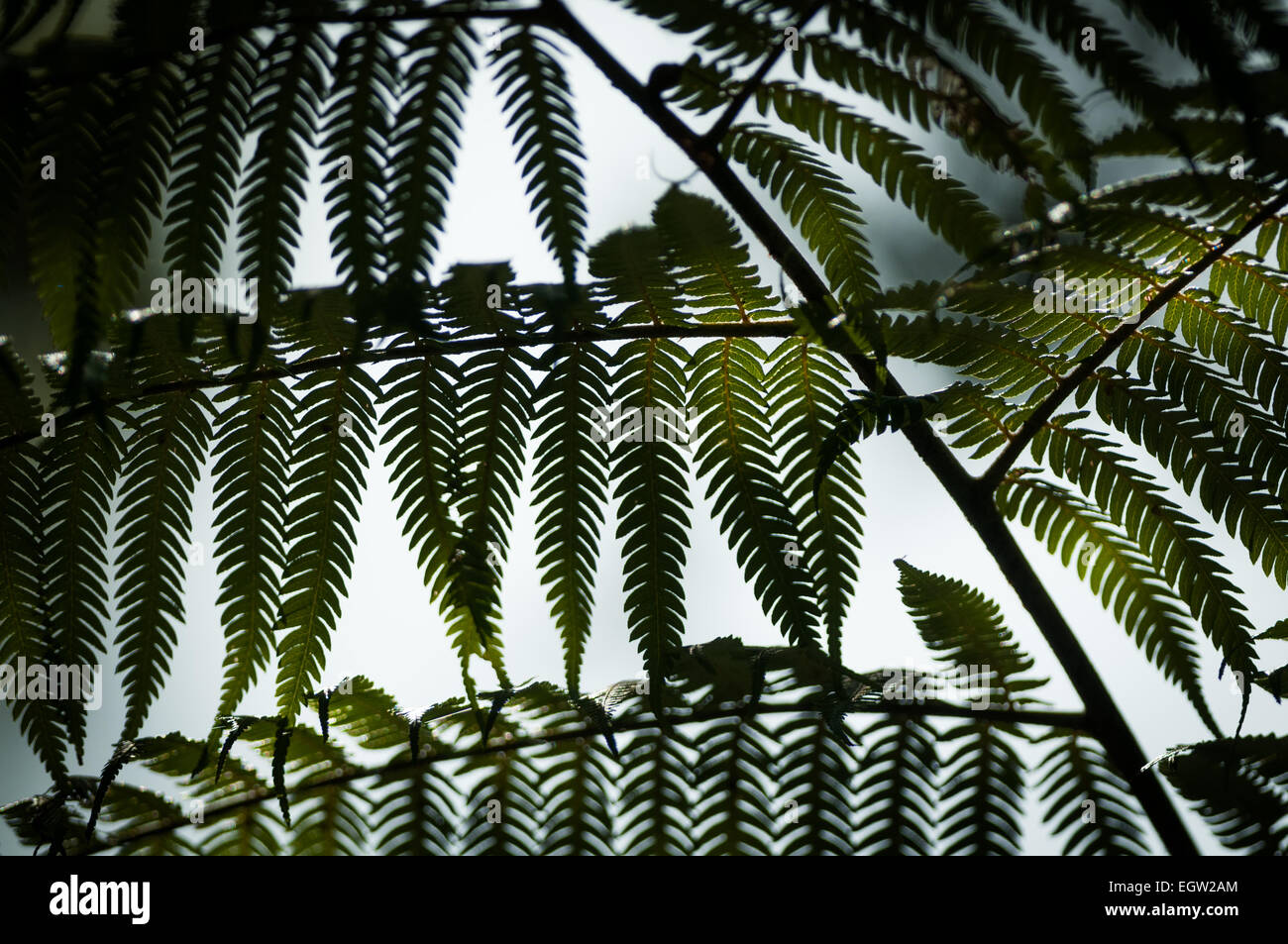Tree ferns on the Wairere Fall track, near Matamata, Waikato, North Island, New Zealand. Stock Photo