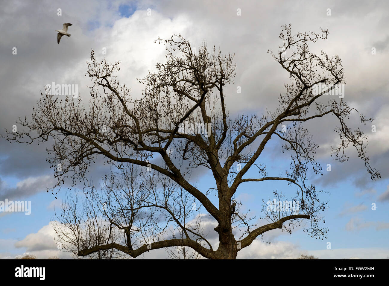 A seagull flying over a tree in Hyde park, London Stock Photo