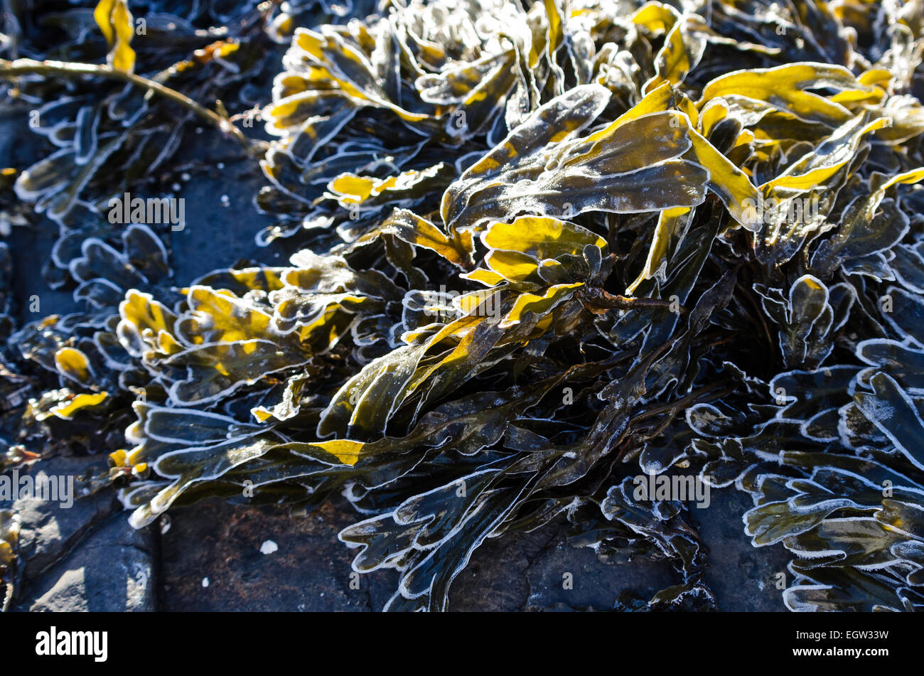 Ice rims the edges of Rockweed fronds in Acadia National Park, Maine. Stock Photo