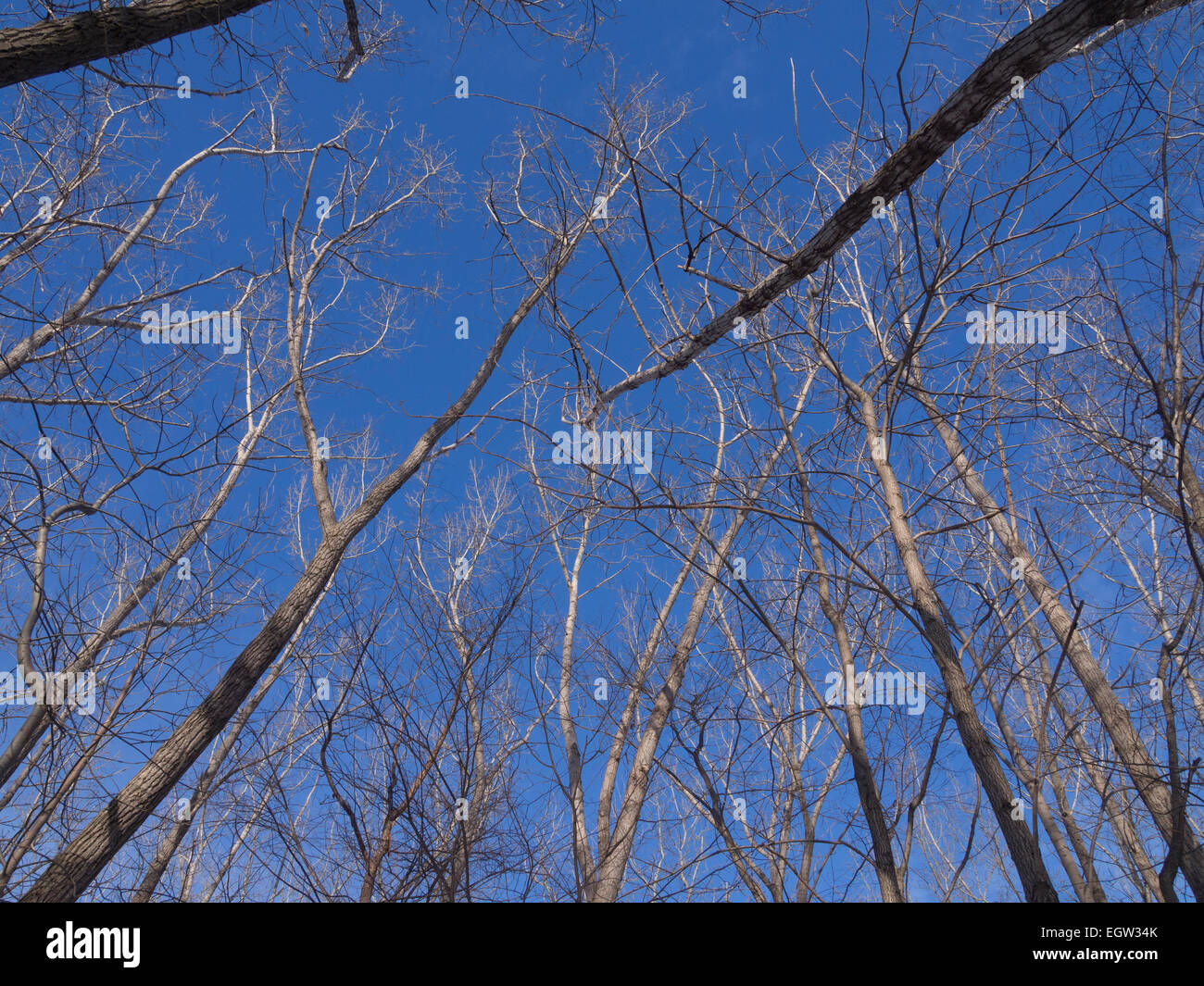 Trees with a blue ski Stock Photo