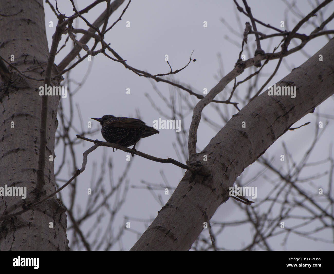 Starling on a branch Stock Photo