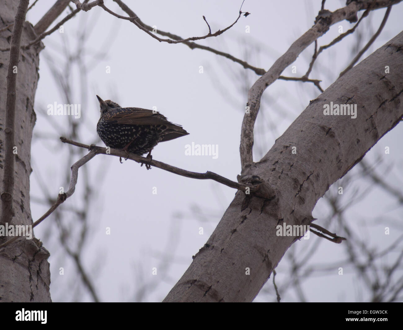 Starling on a branch Stock Photo