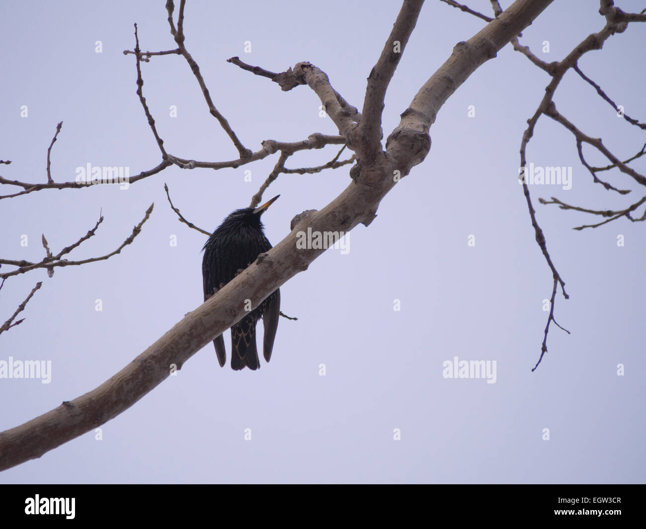 Starling on a branch Stock Photo