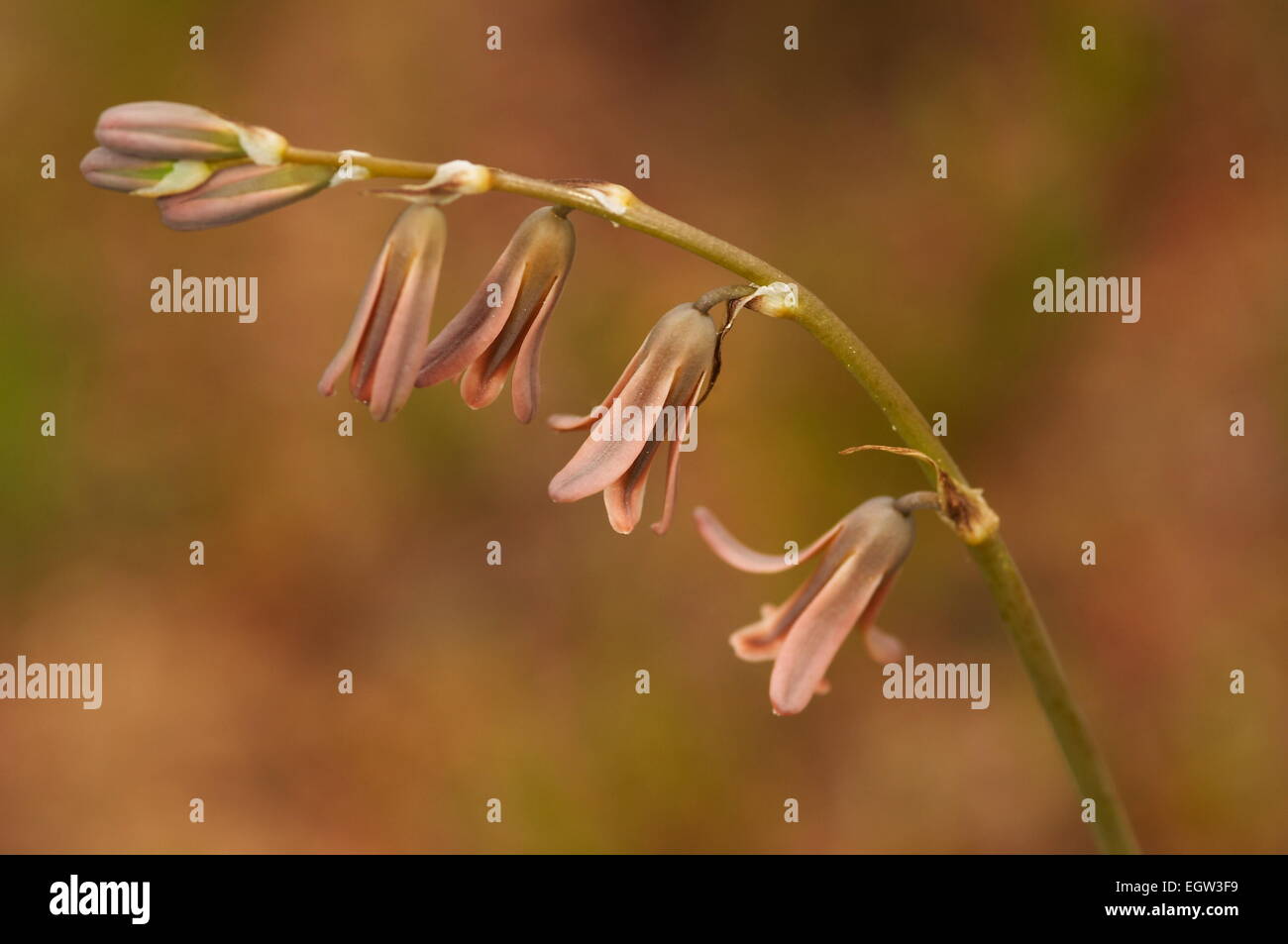 Composition of a little flower Dipcadi serotinum Stock Photo