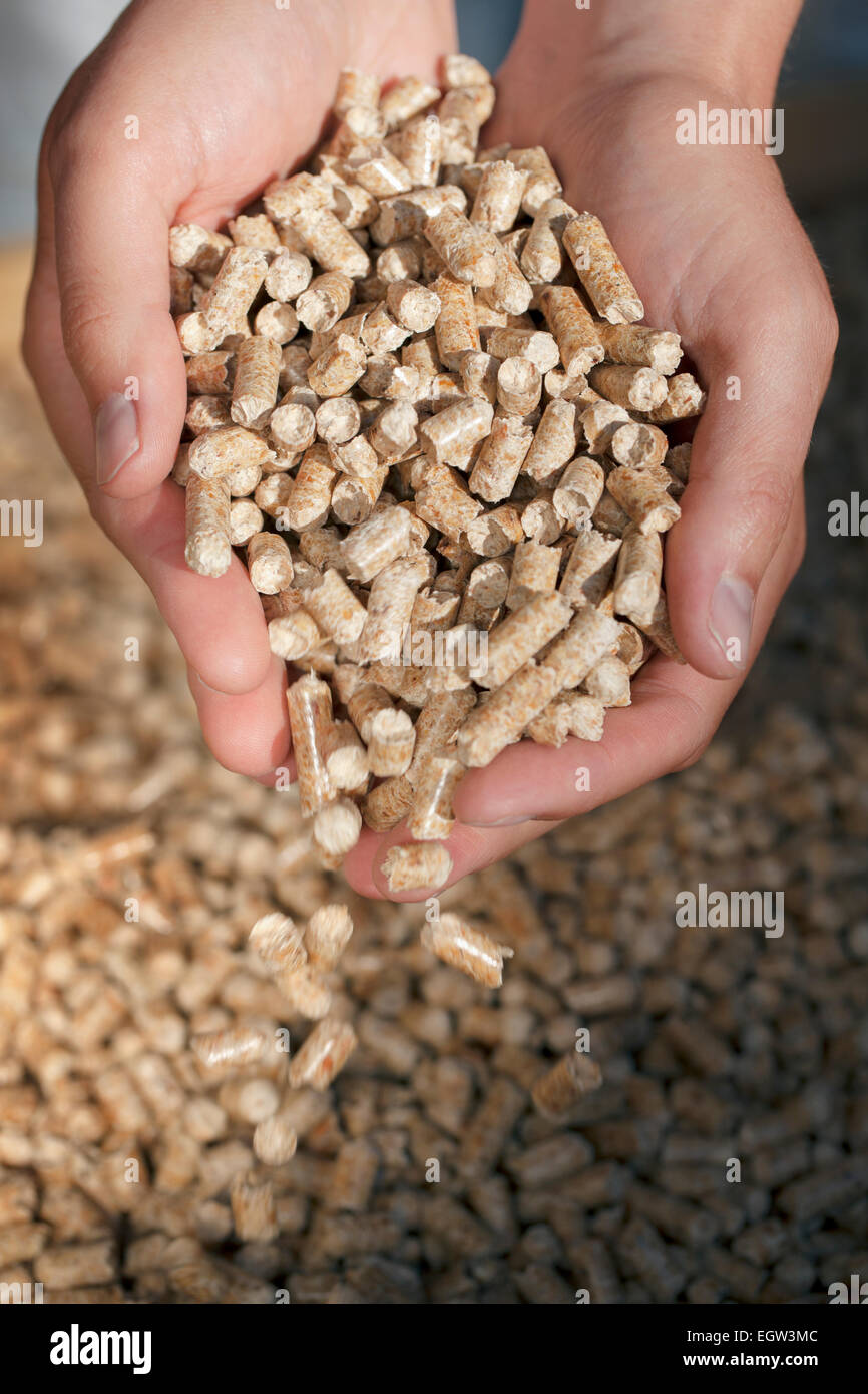 Alternative fuel Pellets made from industrial wood waste. Short depth