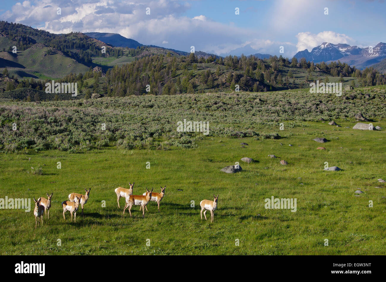 Herd of Pronghorn in Yellowstone National Park, United States. Stock Photo