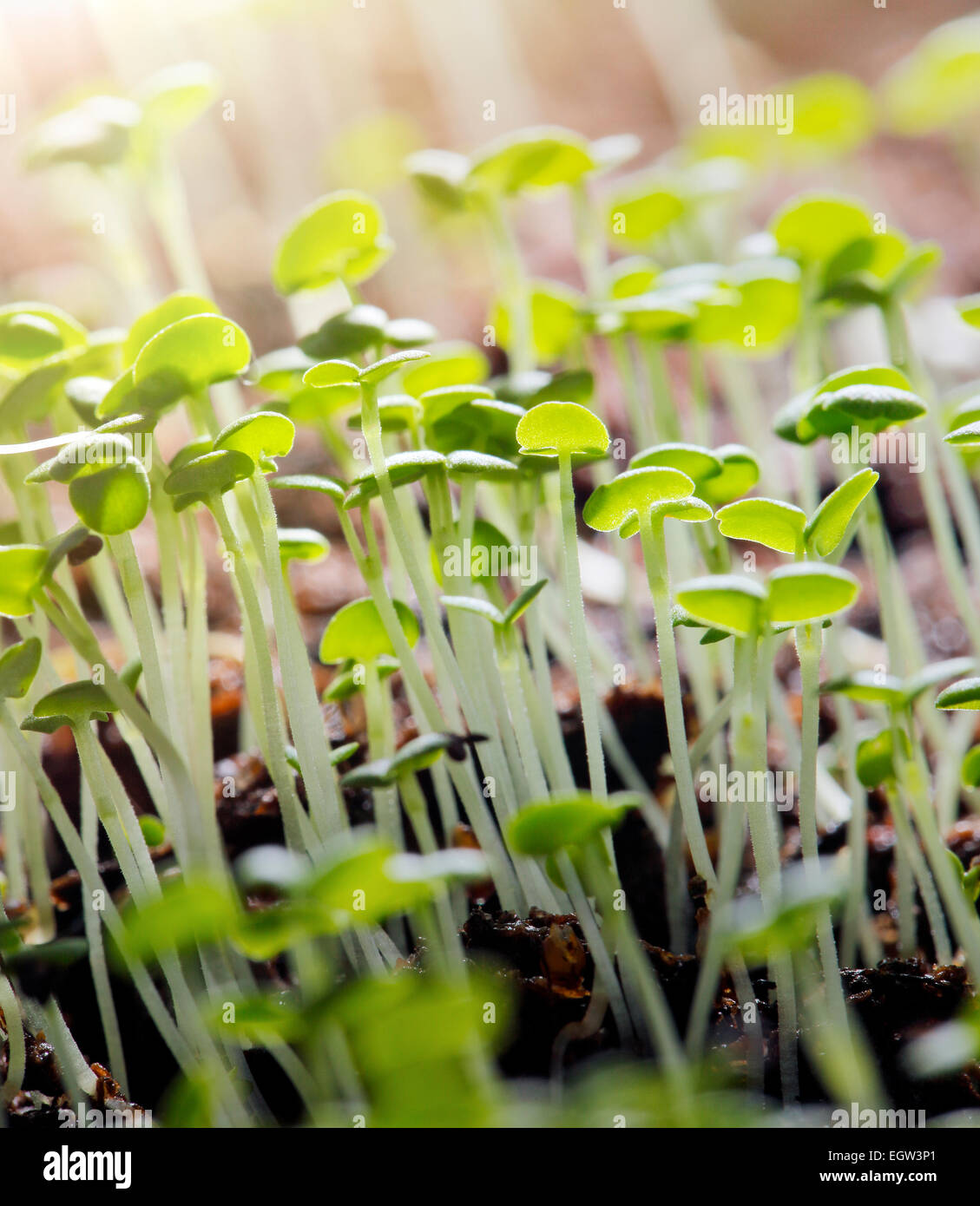 Small thyme (Thymus vulgaris) seedlings growing in the dirt. Stock Photo