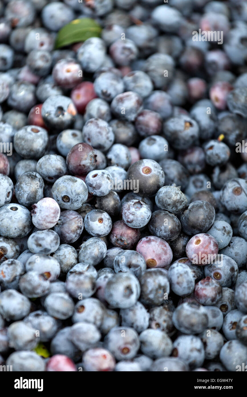 Hand picked blueberries hires stock photography and images Alamy