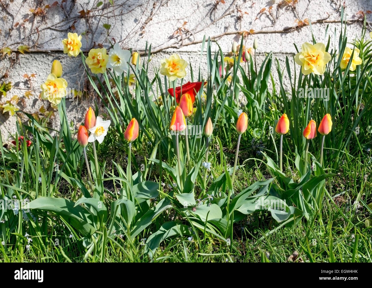 Flowerbed with spring tulips in many colors, Sweden in May. Stock Photo