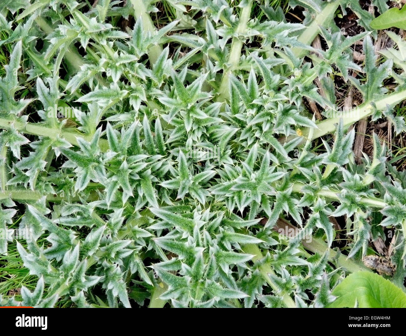 Thorny weed hi-res stock photography and images - Alamy