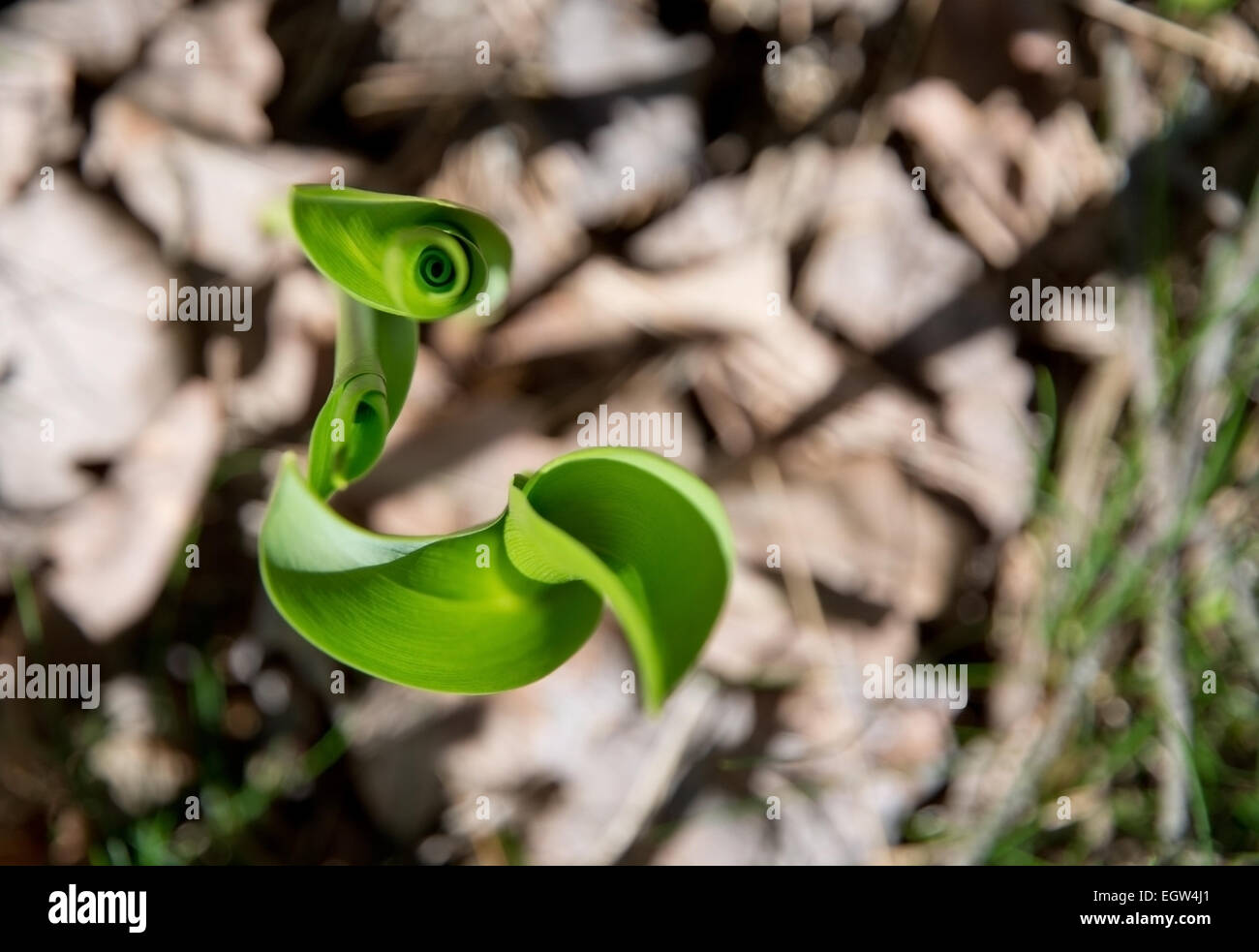Abstract lily of the valley leaf growing up in a spiral shape. Stock Photo