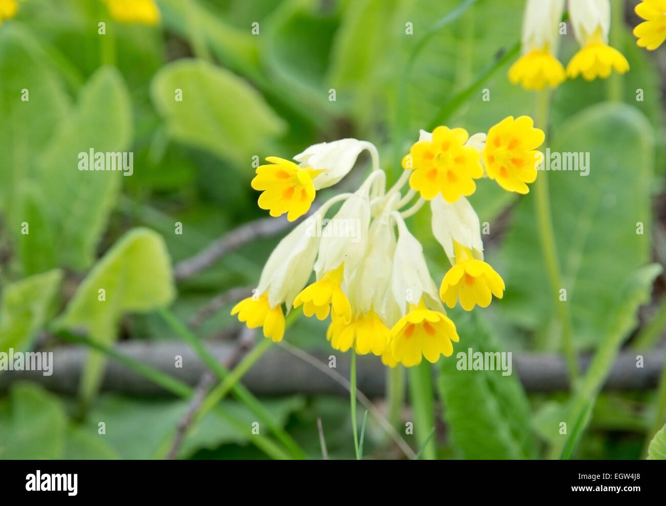 Yellow primula veris or key flower, key of heaven, fairy cups, in May, Sweden. Stock Photo