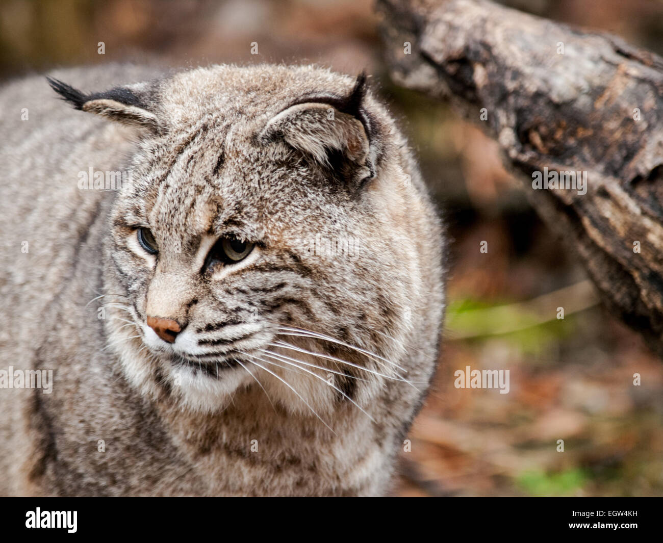 Bobcat Lynx Rufus Is A North American Mammal Of The Cat Family Stock Photo Alamy