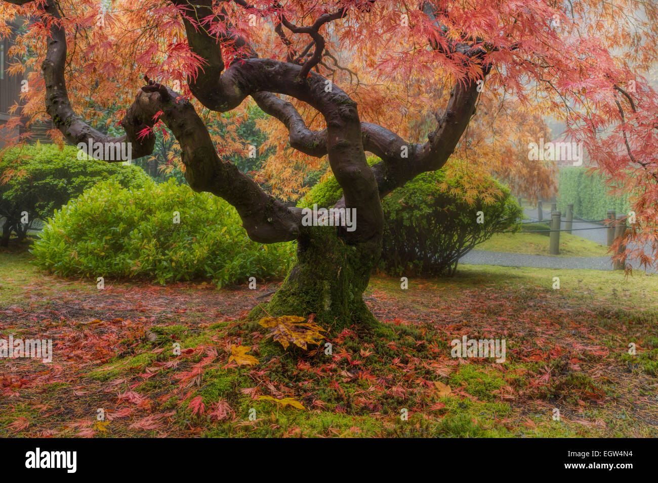 Old Japanese Maple Tree at Portland Japanese Garden in Autumn Stock Photo