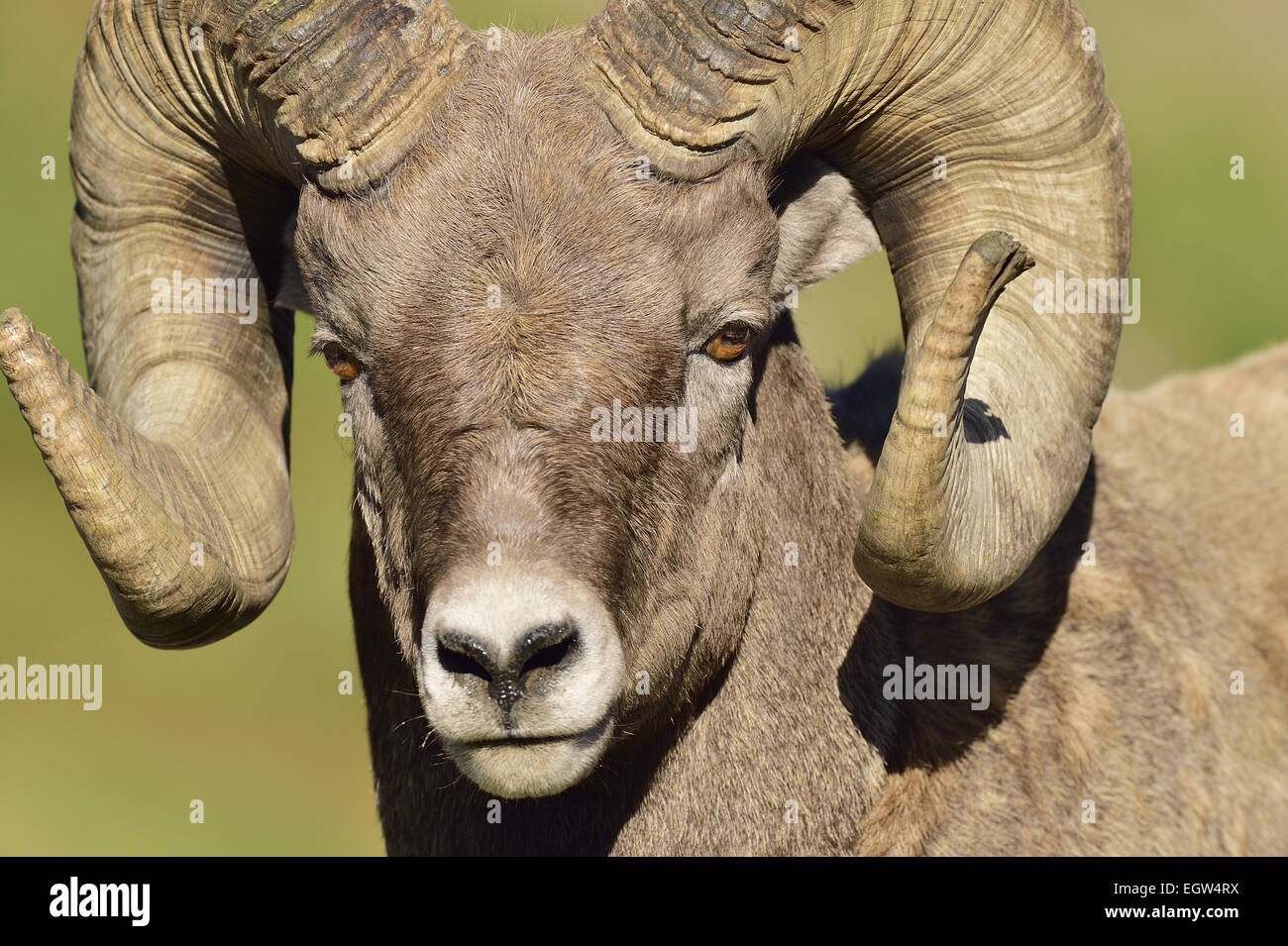 A close up portrait view of a bighorn ram  Orvis canadensis, taken in fall sunlight. Stock Photo