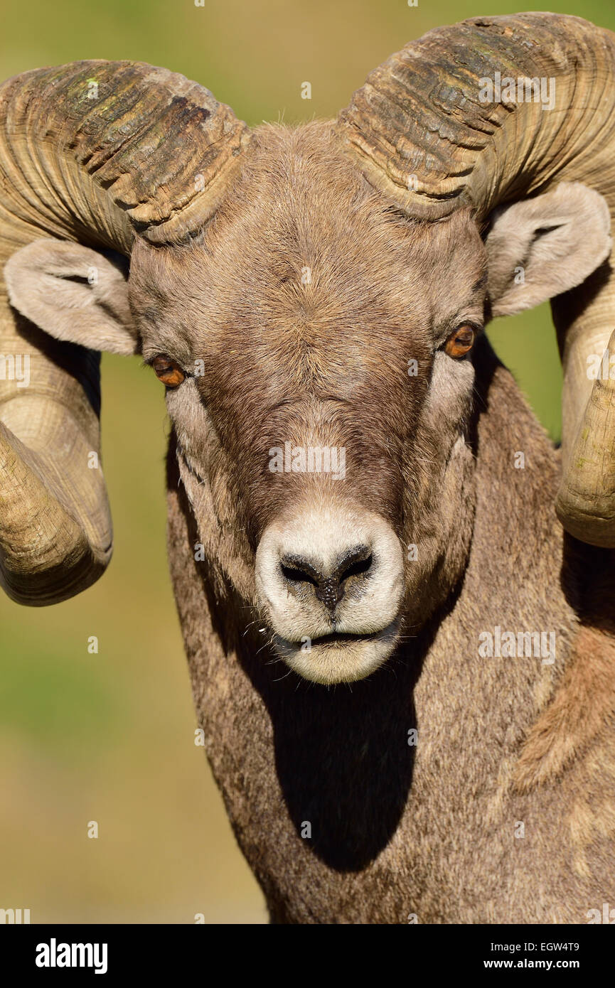 A close up portrait view of a bighorn ram  Orvis canadensis, taken in fall sunlight. Stock Photo