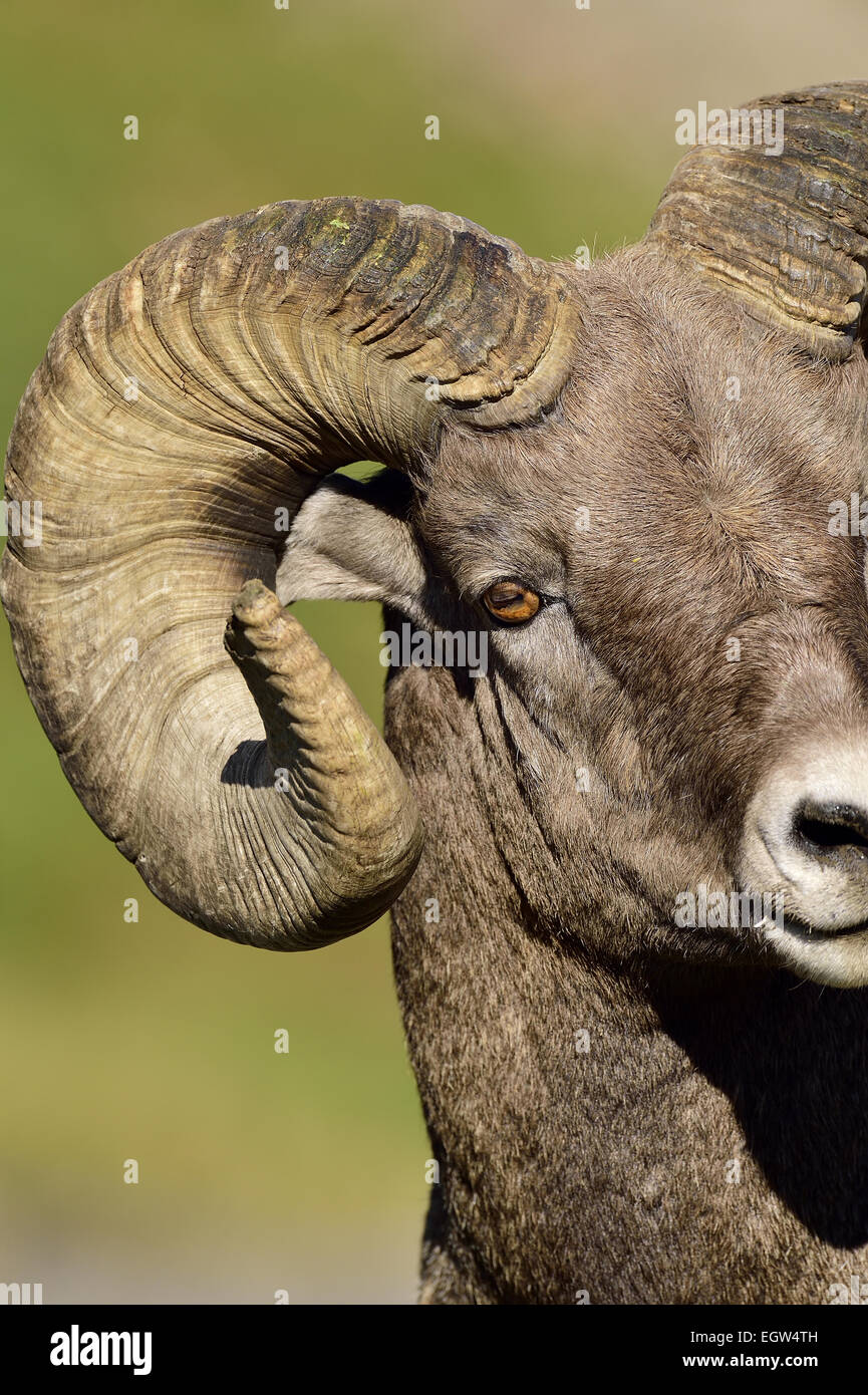 A close up portrait view of a bighorn ram  "Orvis canadensis", taken in fall sunlight. Stock Photo