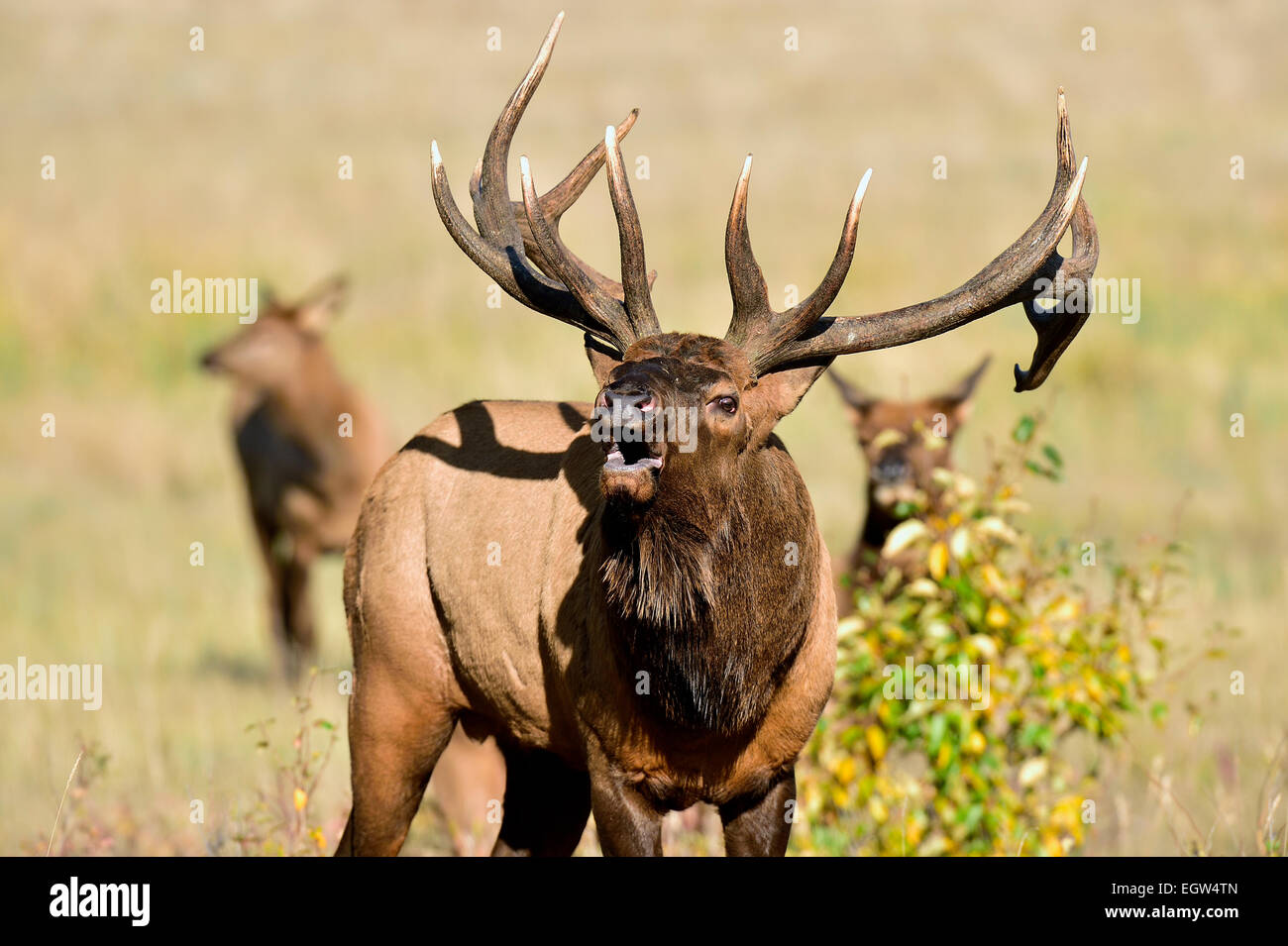 An adult male bull elk bulging during the rut in Jasper National Park