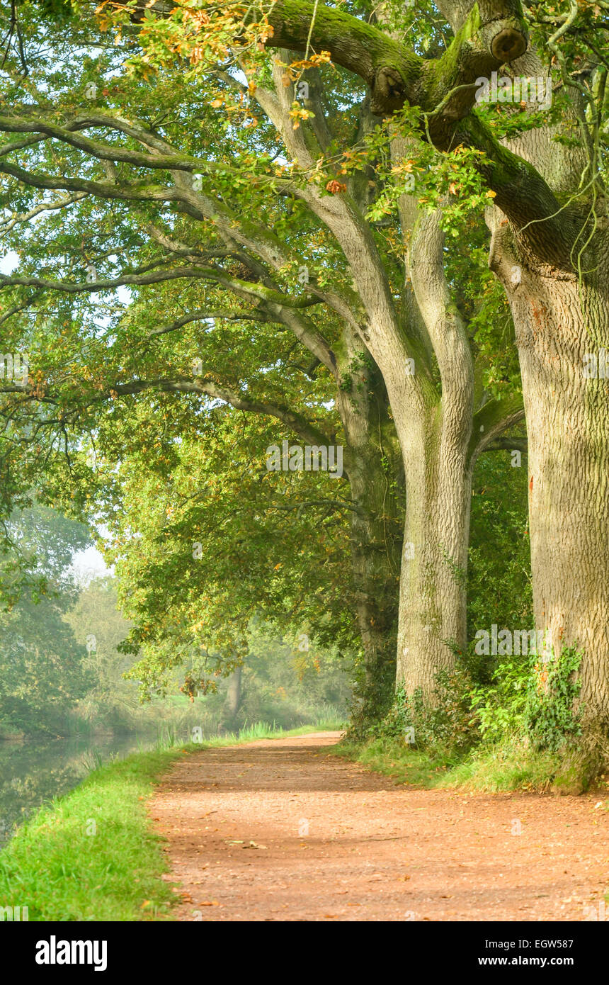Oak tree lined path by a canal Stock Photo