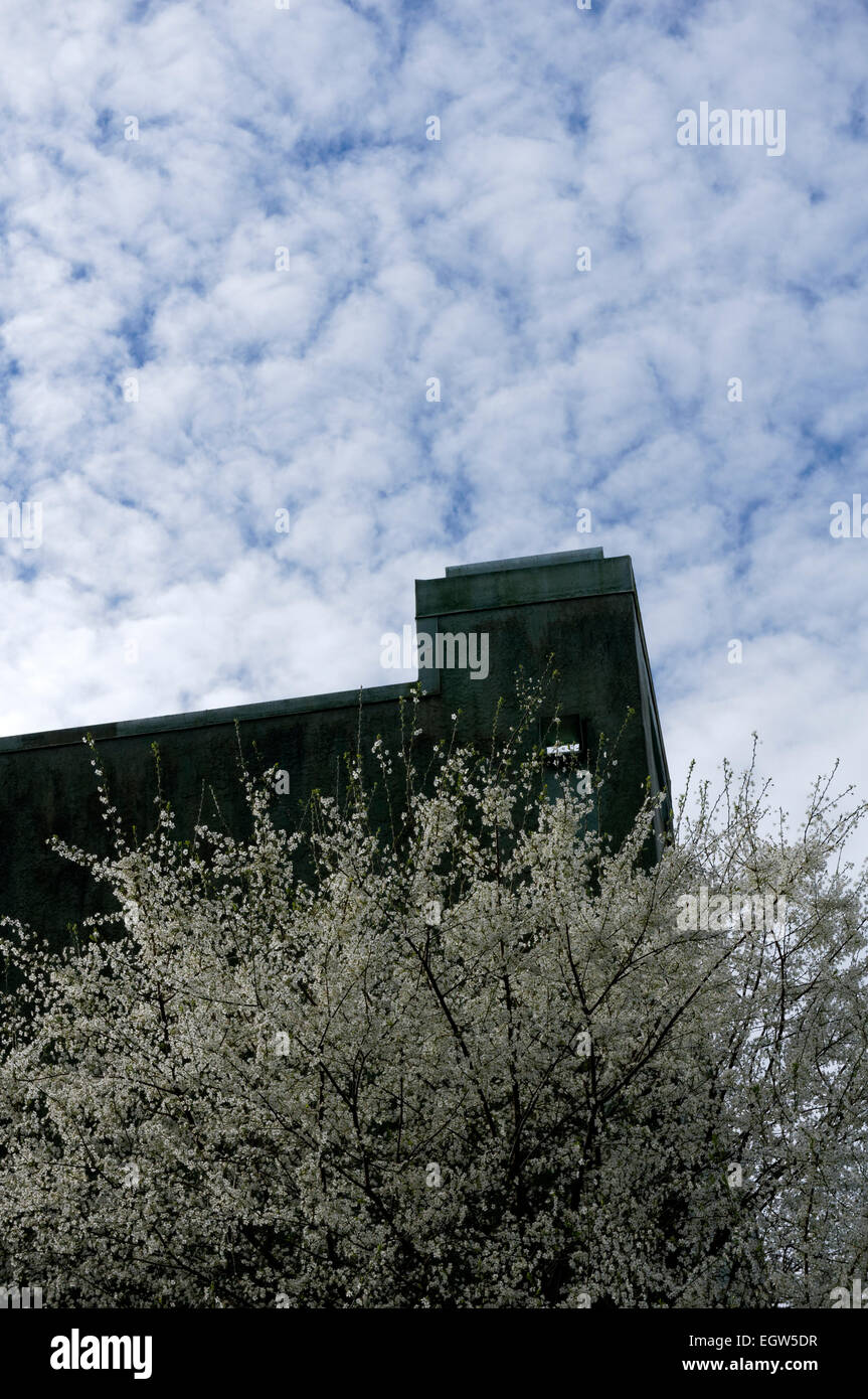 White cherry blossoms and stratocumulus clouds Stock Photo