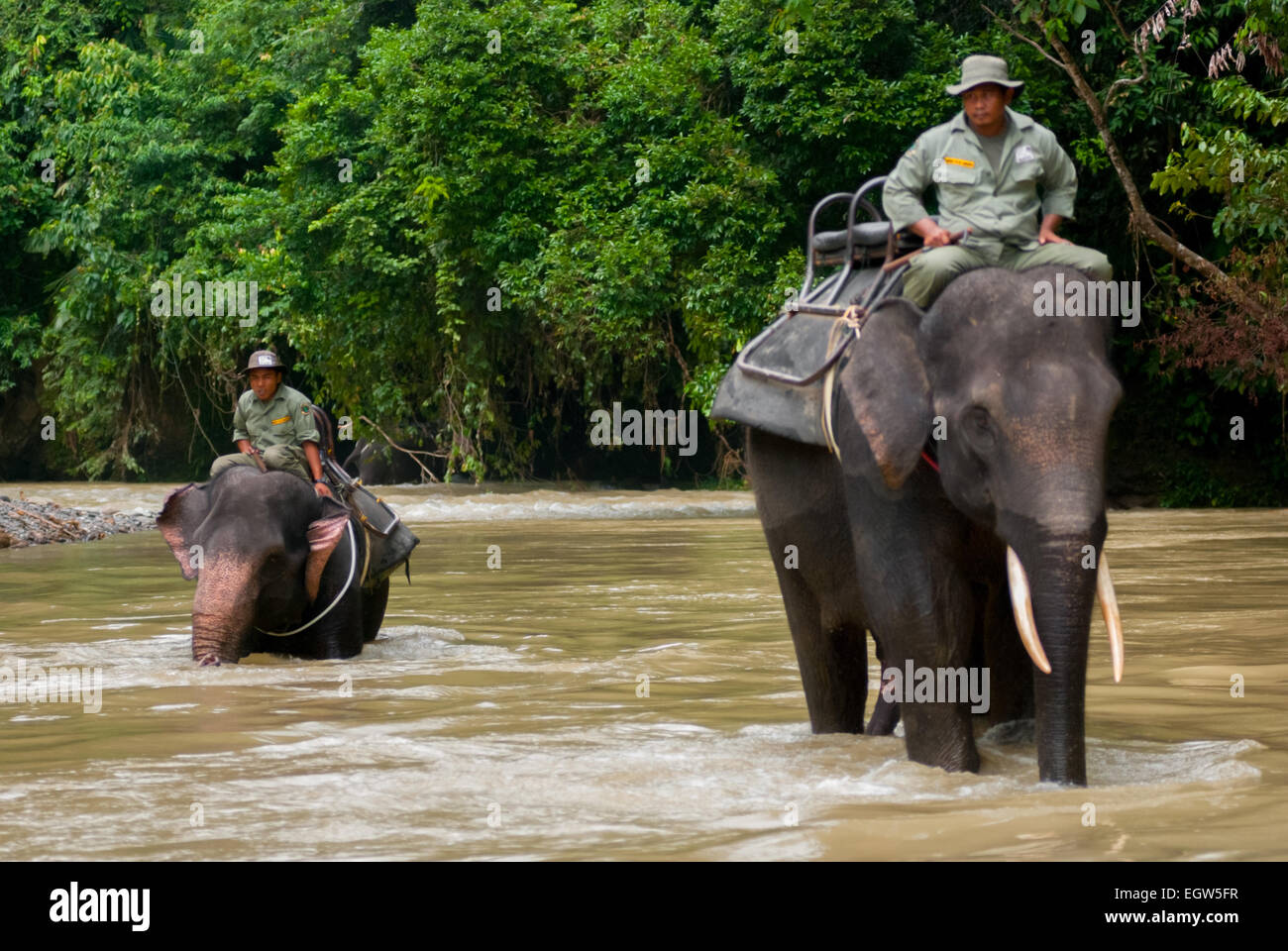 Rangers of Gunung Leuser National Park are riding Sumatran elephants on a river near Tangkahan, a national park bordering village located in Langkat, Stock Photo