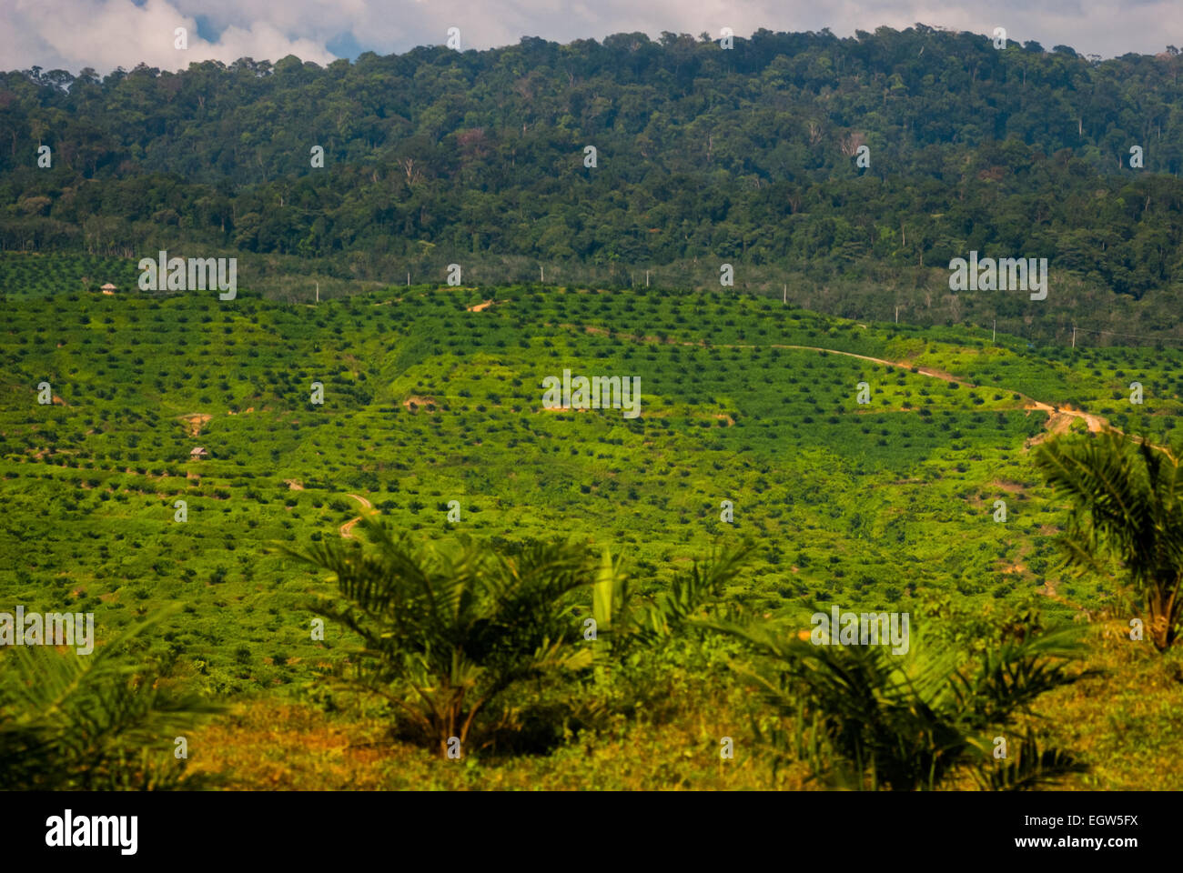 Newly planted oil palm trees on a plantation area, in a background of pristine rainforest in Langkat, North Sumatra, Indonesia. Stock Photo