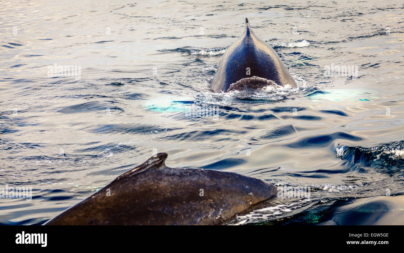 Humpback whale in the Skjalfandi Bay in Northern Iceland Stock Photo ...