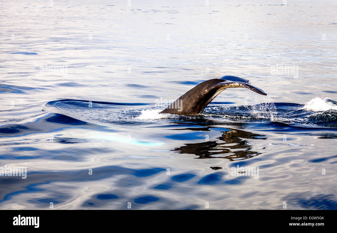 Diving humpback whale in the Skjalfandi Bay in Northern Iceland Stock ...
