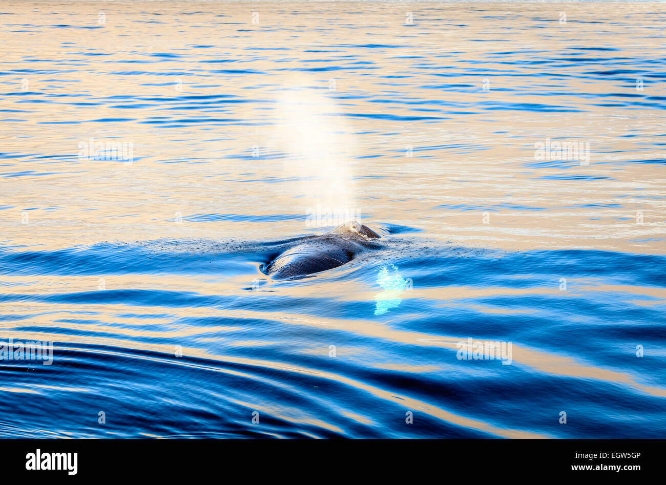 Humpback whale blowing water in the Skjalfandi Bay in Northern Iceland ...
