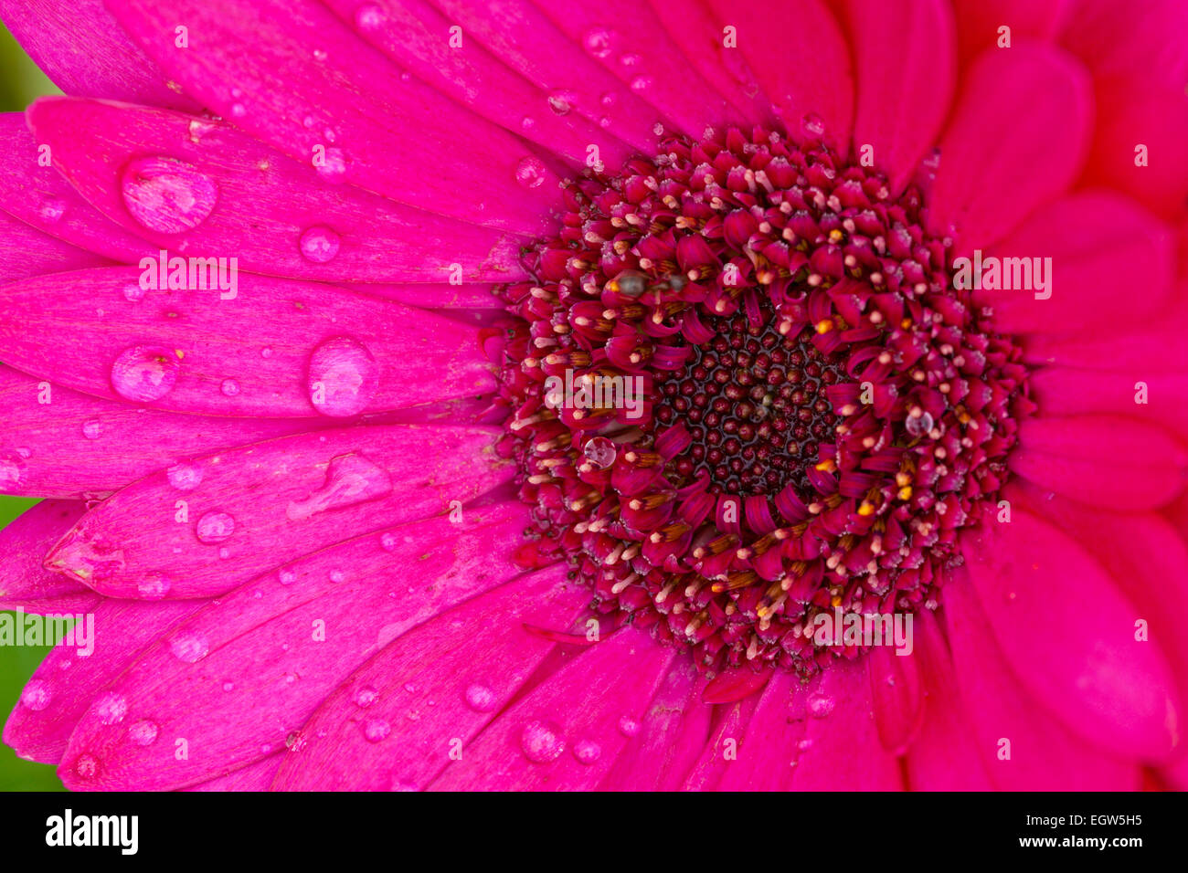 Pink daisy flower covered with rain drops Stock Photo