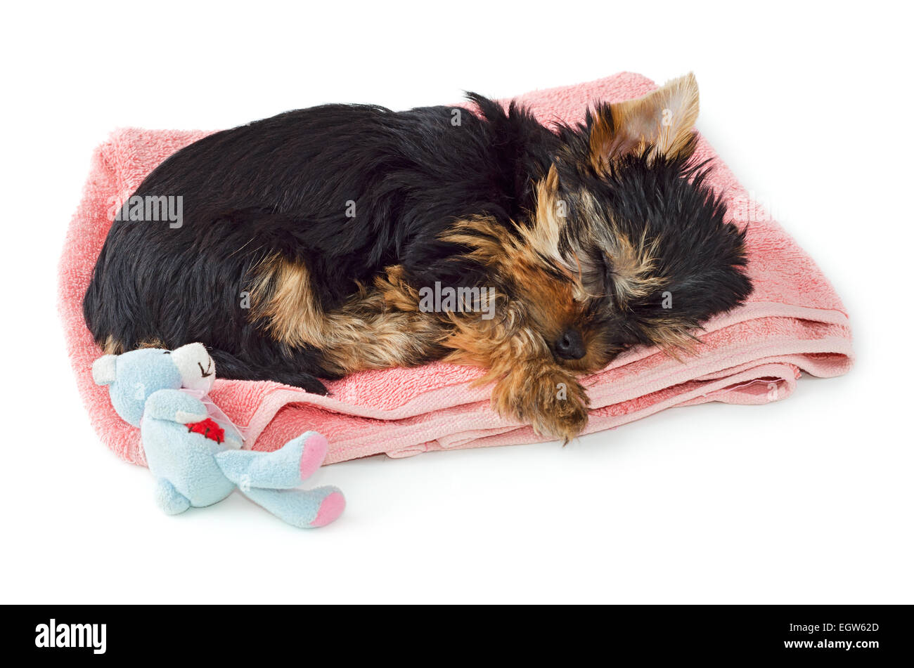 2 months old Yorkshire Terrier puppy sleeping on pink towel with toy isolated on white background Stock Photo